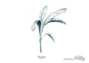 Wall Stickers - Large Tropical Palm Tree